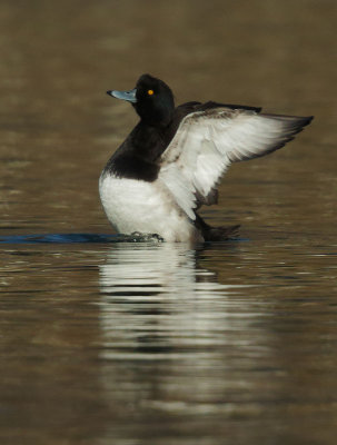 Tufted Duck, male rearing