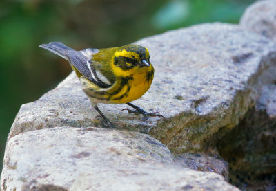 Townsend's Warbler, female