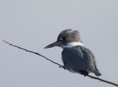 Belted Kingfisher