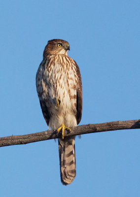 Cooper's Hawk, juvenile