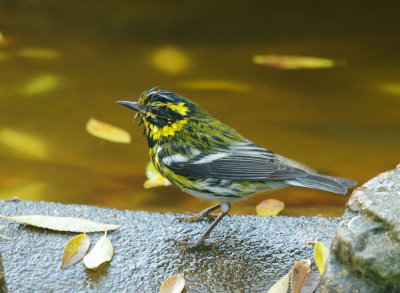 Townsend's Warbler, male, after bath