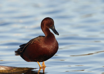 Cinnamon Teal, male