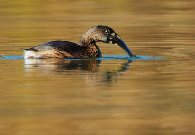 Pied-billed Grebe, with fish