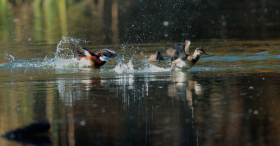 Ruddy Ducks, male chasing female