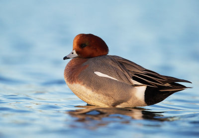 Eurasian Wigeon, male