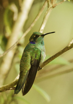 Green Violetear