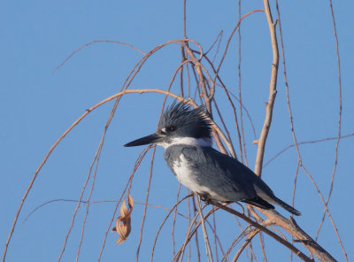 Belted Kingfisher, male