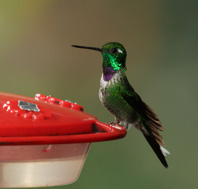 Purple-bibbed Whitetip, male