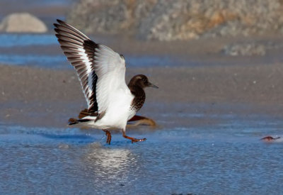 Black Turnstone, landing