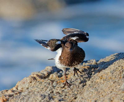 Black Turnstone