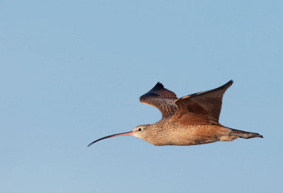 Long-billed Curlew, flying