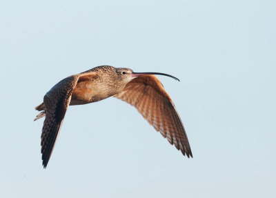 Long-billed Curlew, flying