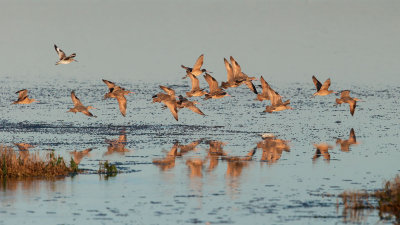 Marbled Godwits and one Willet 1400px
