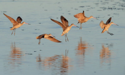 Marbled Godwits, airborne