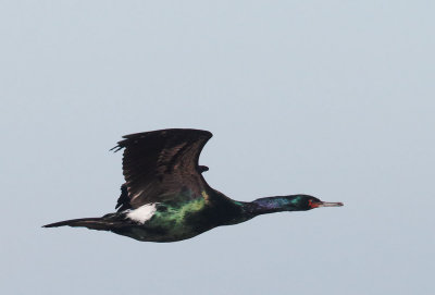 Pelagic Cormorant, flying
