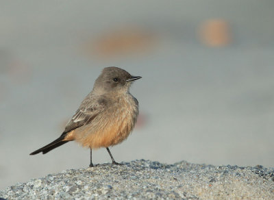 Say's Phoebe, flycatching on beach