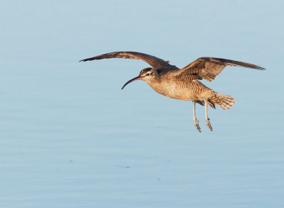 Whimbrel, flying