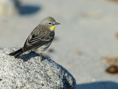 Yellow-rumped Warbler, Audubon's, flycatching on beach