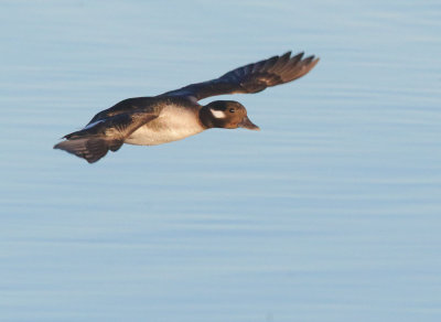 Bufflehead, female