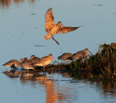 Marbled Godwit, landing