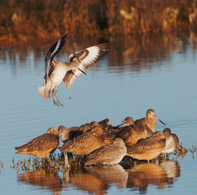 Willet, landing