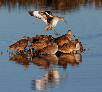 Willet, landing