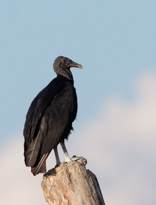 Black Vulture