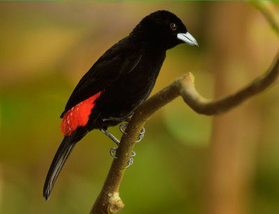 Cherrie's Tanager, male