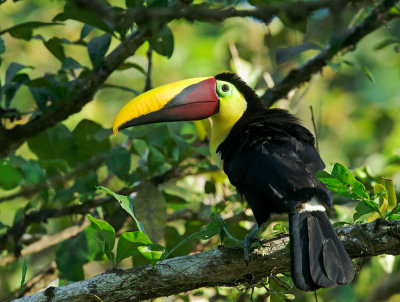 Chestnut-mandibled Toucan