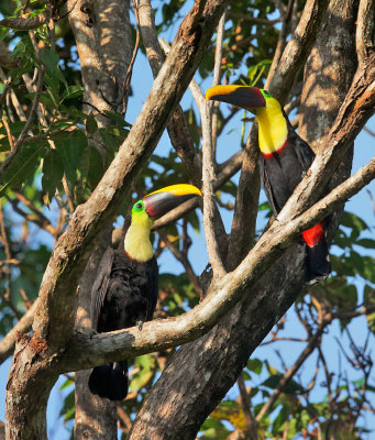 Chestnut-mandibled Toucans