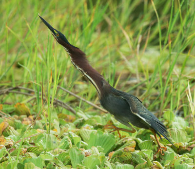 Green Heron, catching dragonfly