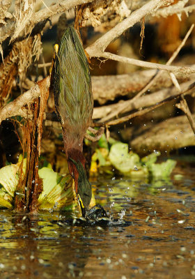 Green Heron, plunging for fish