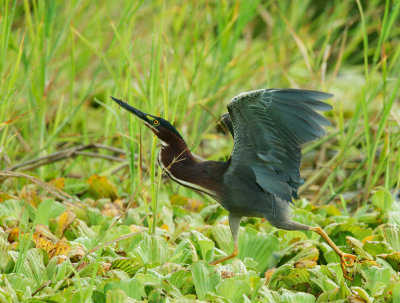 Green Heron, with dragonfly