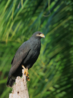 Common Black-Hawk