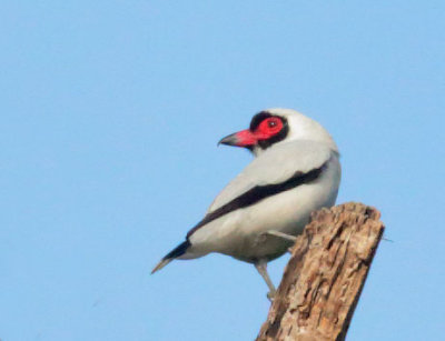 Masked Tityra, male