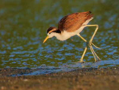 Northern Jacana, first-cycle