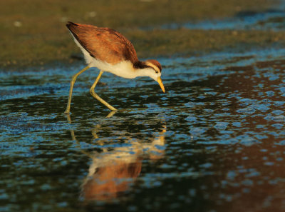 Northern Jacana, first cycle