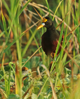 Northern Jacanas, adult and downy chick