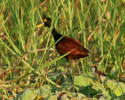 Northern Jacanas, adult and downy chick