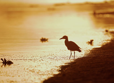 Yellow-crowned Night-Heron, immature, silhouetted at sunrise