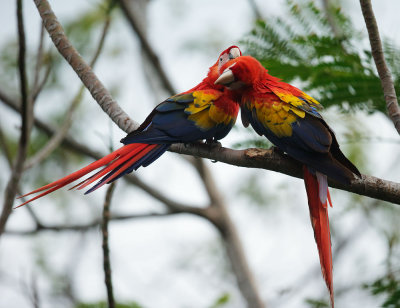 Scarlet Macaw Pair, Osa Peninsula, Costa Rica, January 17, 2014