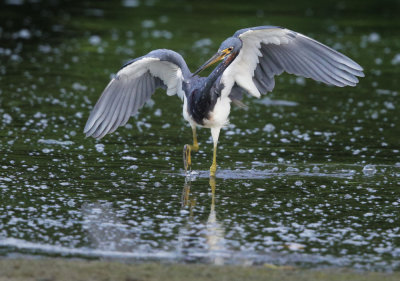 Tricolored Heron