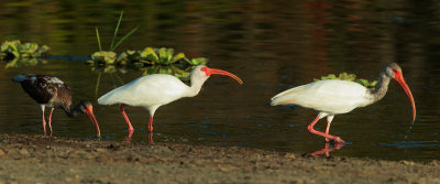 White Ibises, immature, adult, and in-between