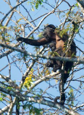 Howler Monkey, female, with baby