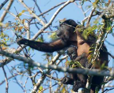 Howler Monkey with Baby (Closeup)