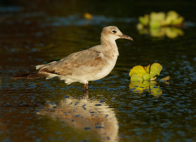 Laughing Gull, first winter 