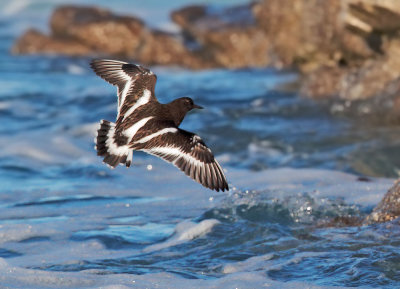 Birds -- Monterey Bay, New Year 2014