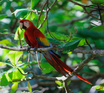 Birds -- Costa Rica