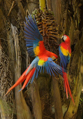 Scarlet Macaws