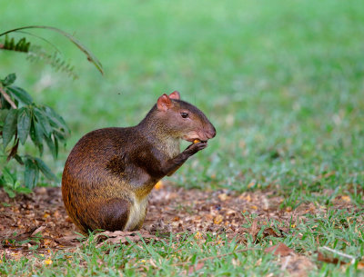 Agouti